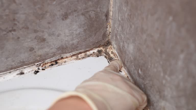Best Mold Damage Restoration  in San Ramon, CA